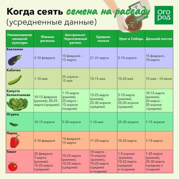 Как правильно приготовить семена помидор для посадки на рассаду