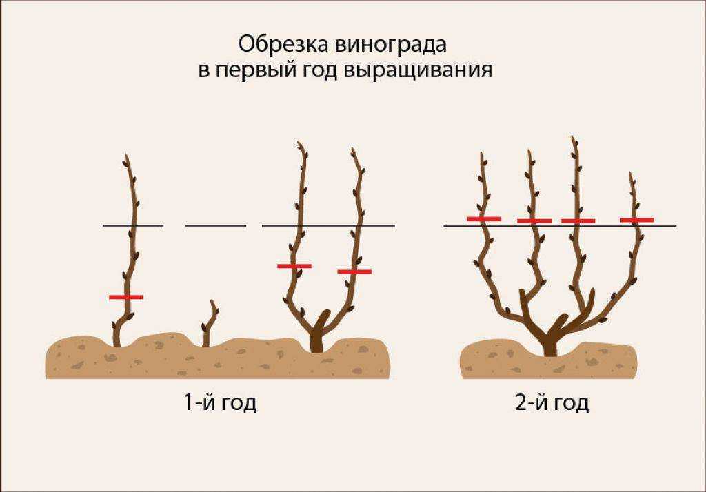 Как обрезать летом виноград от ненужных побегов схема в июле