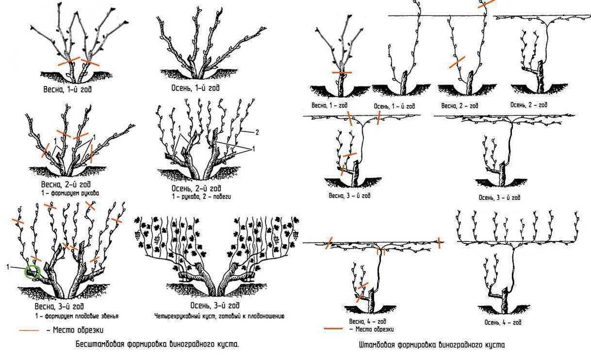Схема обрезки винограда по годам для начинающих