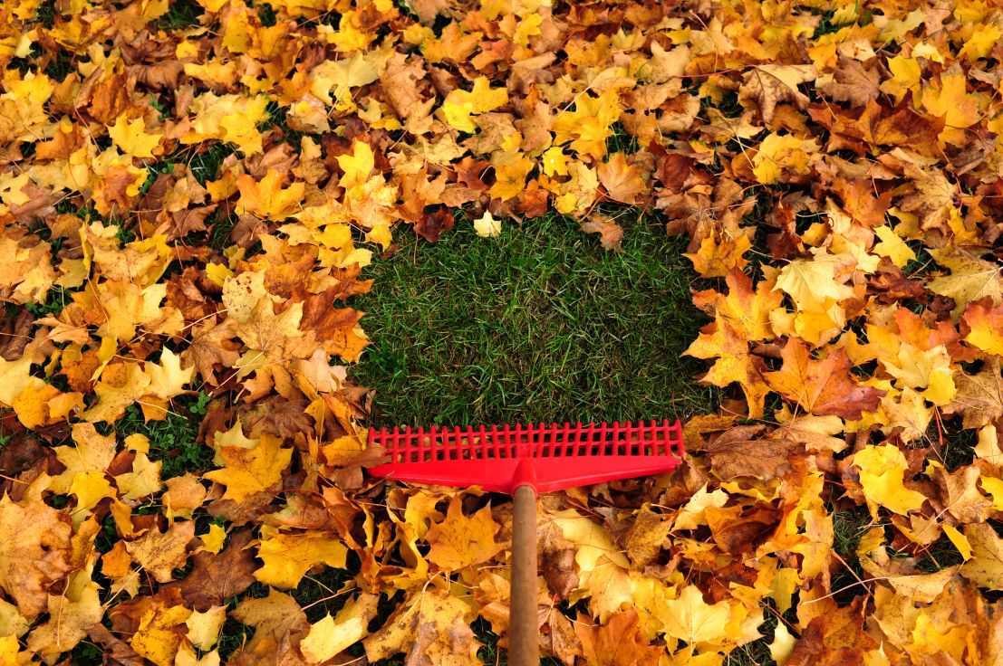 Опавшие листья осенью: почему нельзя убирать. или можно?