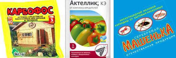 Как избавиться от двухвосток в частном доме: быстрые способы