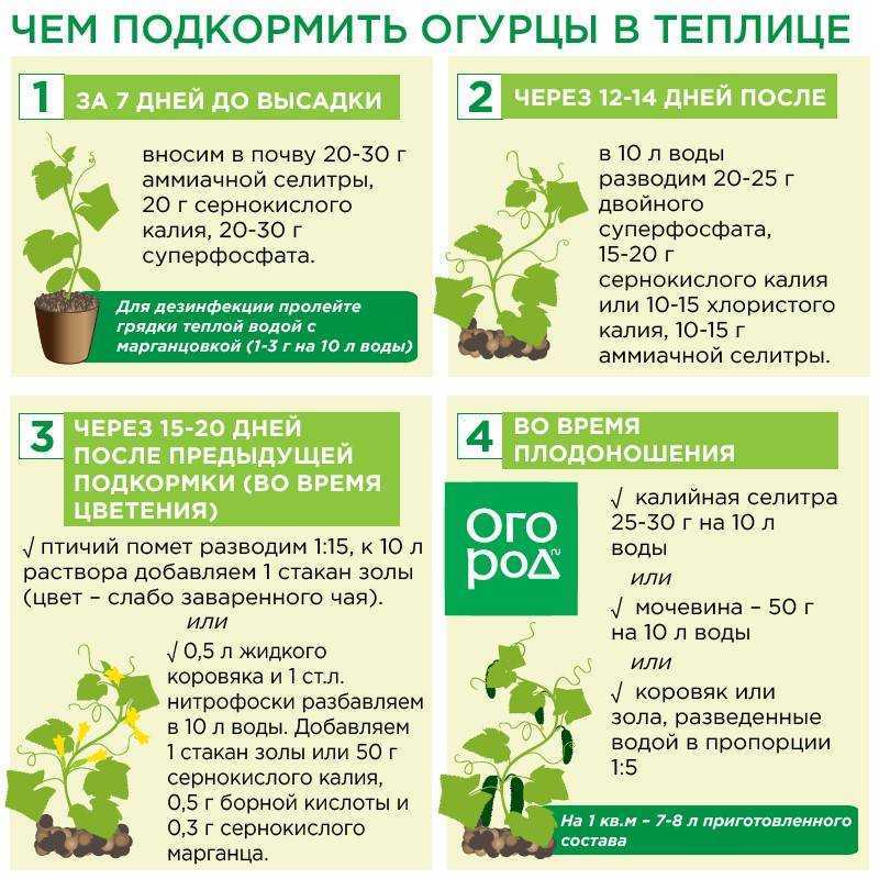 Можно ли поливать комнатные цветы дрожжами: польза или вред