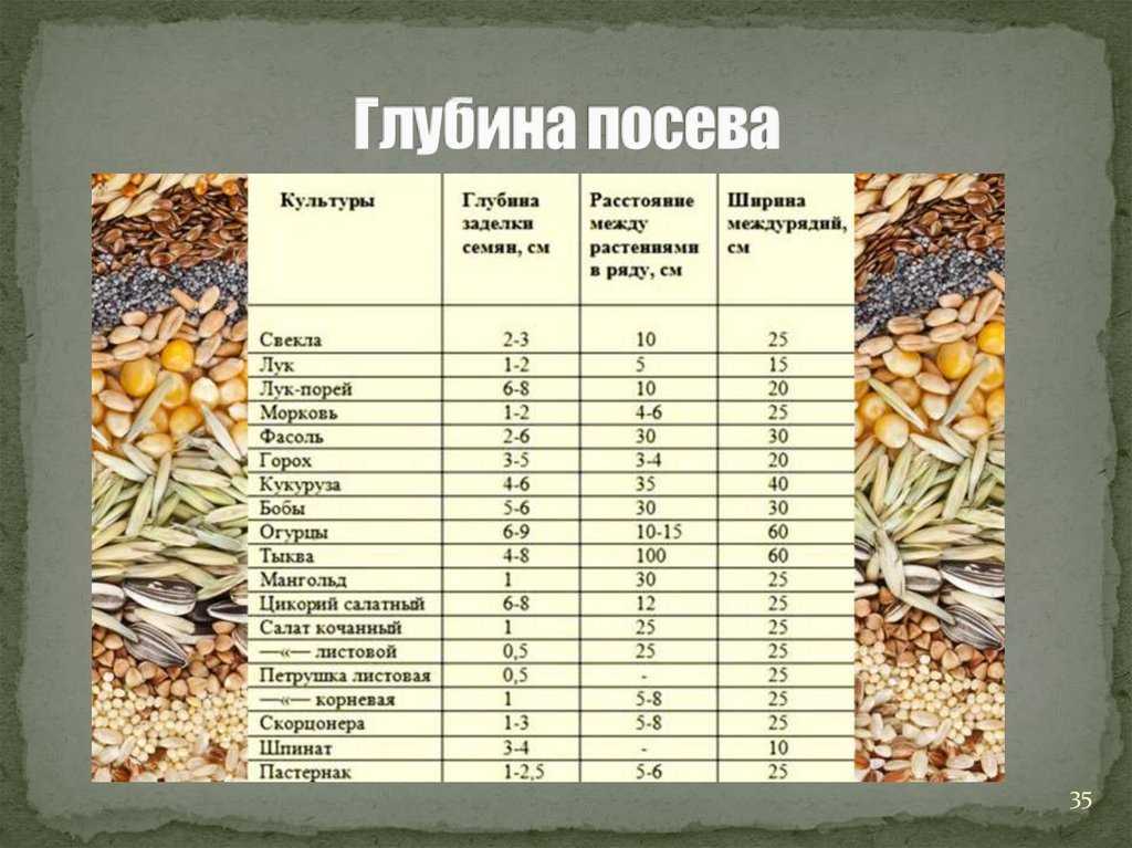 Сроки посева и нормы высева семян овощных культур