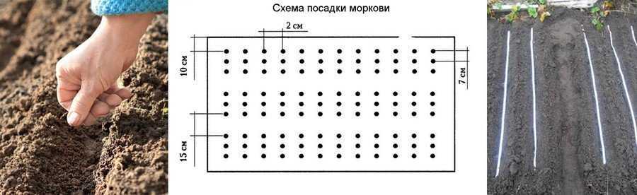 Схема посадки моркови под капельный полив