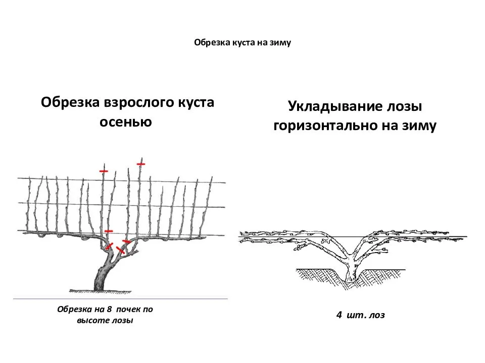 Схема ухода за виноградом