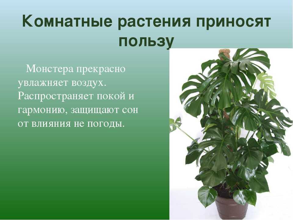 Как комнатные растения влияют на здоровье человека проект