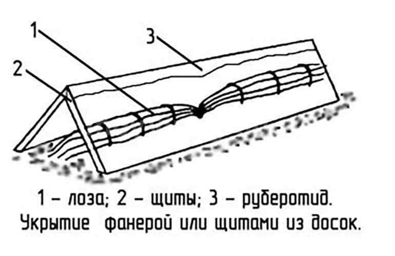 Когда укрывать виноград на зиму и как это делать правильно – сайт о винограде и вине