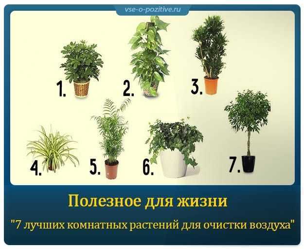 Комнатные растения много кислорода. Полезные комнатные цветы. Комнатные растения очищающие воздух. Домашние растения для очистки воздуха. Цветы комнатные для очищения воздуха.