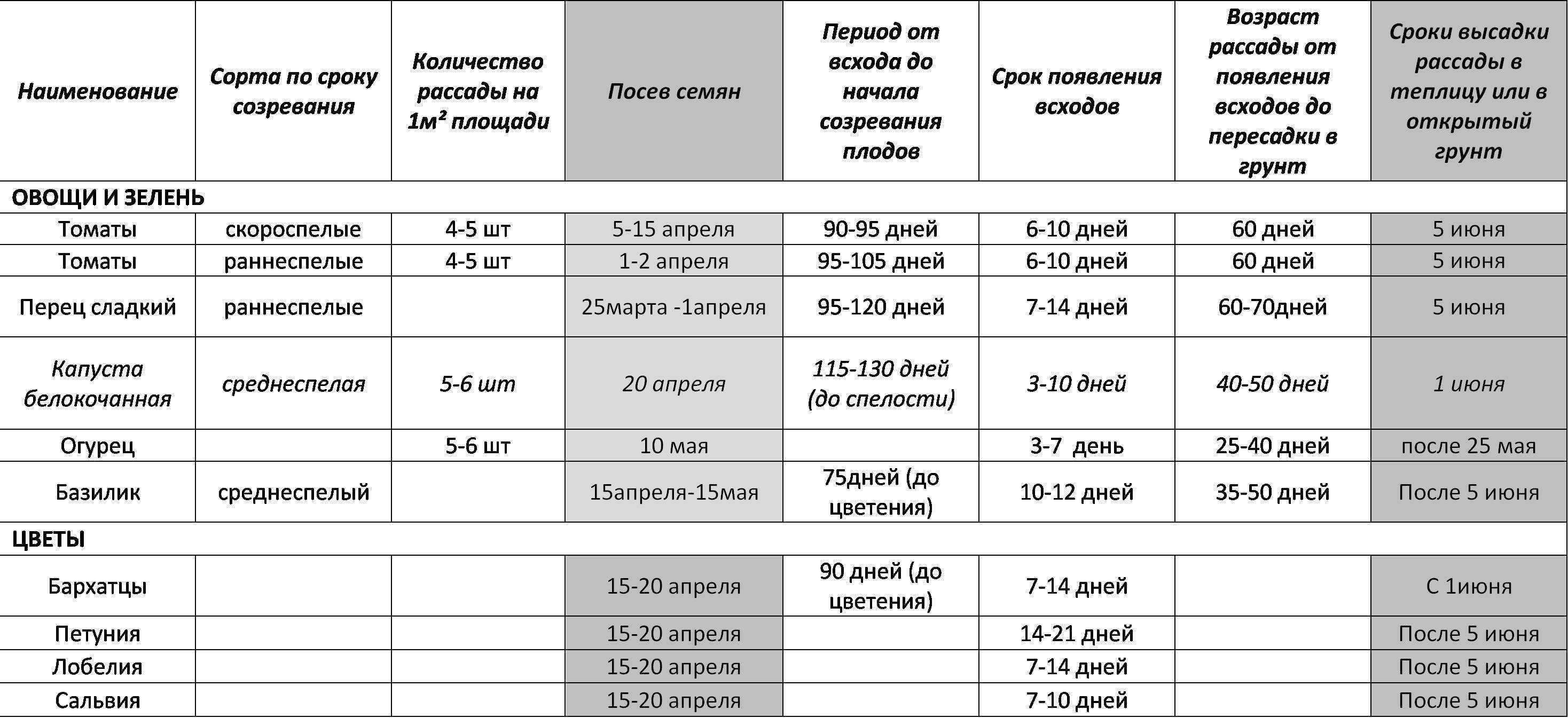 Посев петунии на рассаду: сроки и проверенные способы посева - сибирский сад