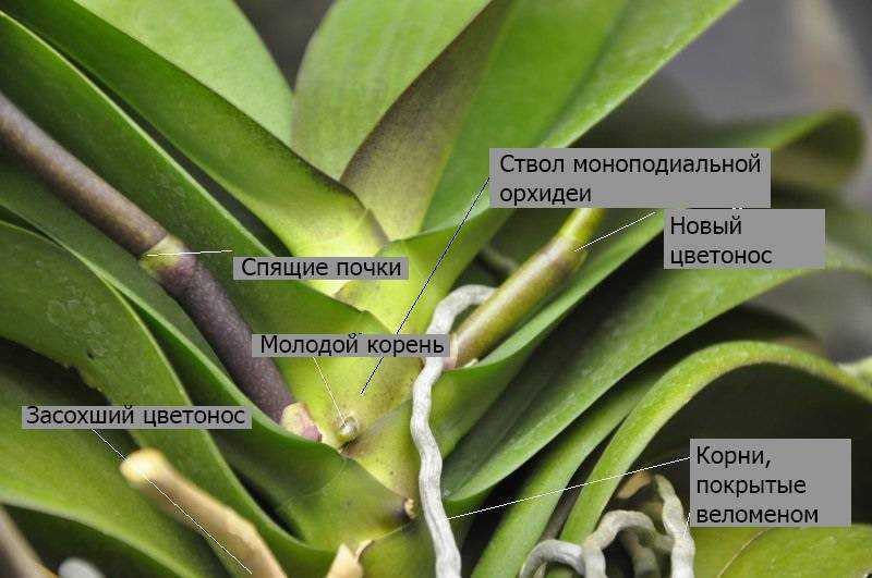 Почему у орхидеи липкие листья и что делать?