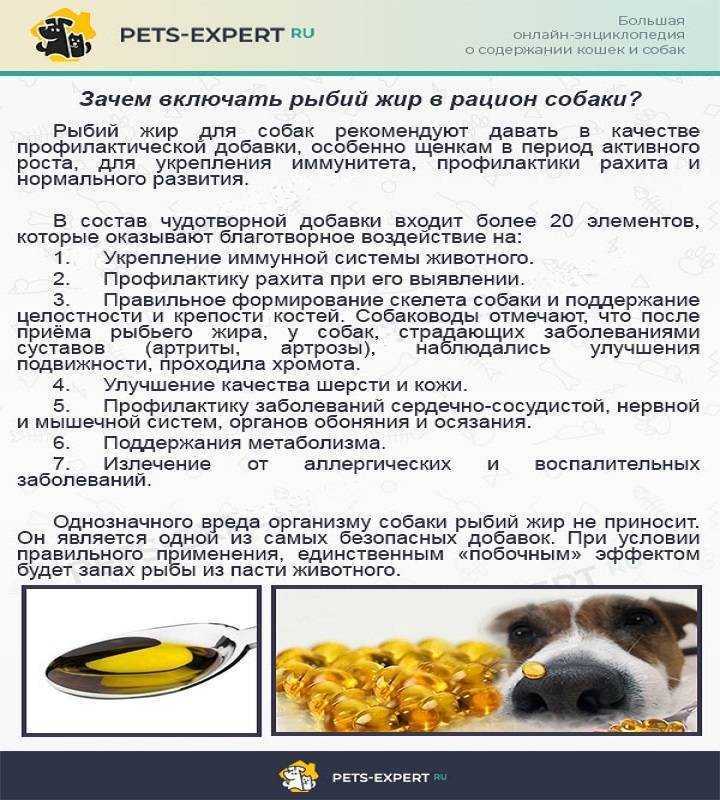 Почему собакам нельзя давать свинину, и какие последствия
