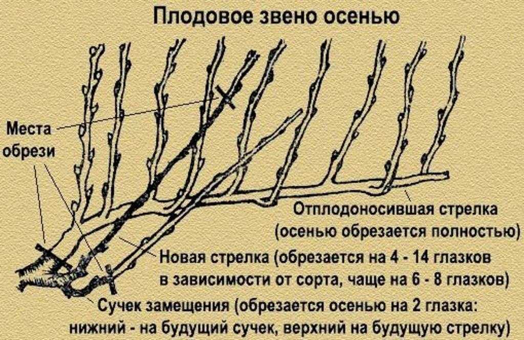 Как обрезать молодой виноград летом от ненужных побегов схема