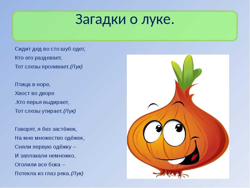 Проект про репчатый лук