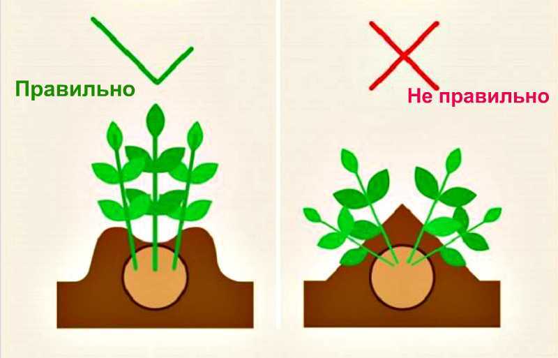Окучивание картофеля: для чего окучивать, когда, сколько раз и как правильно