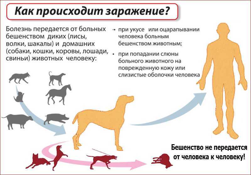 Передаются ли глисты от животных к человеку