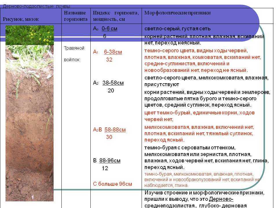 Как сделать грунт плодородным самостоятельно? | огородник