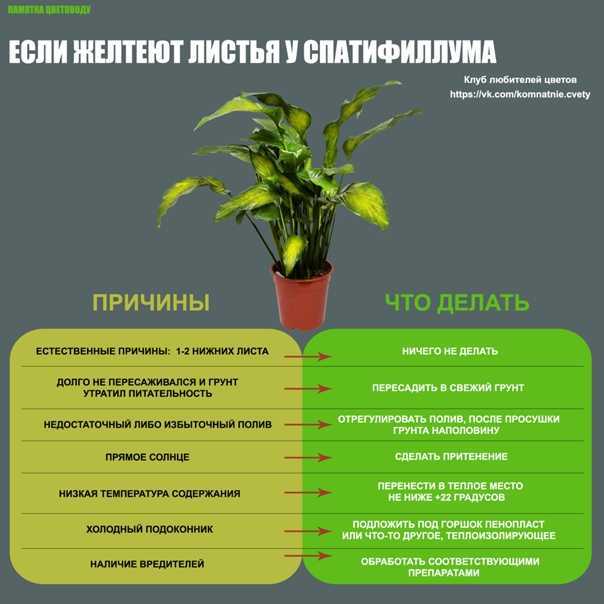 Спатифиллум - почему желтеют листья. способы лечения