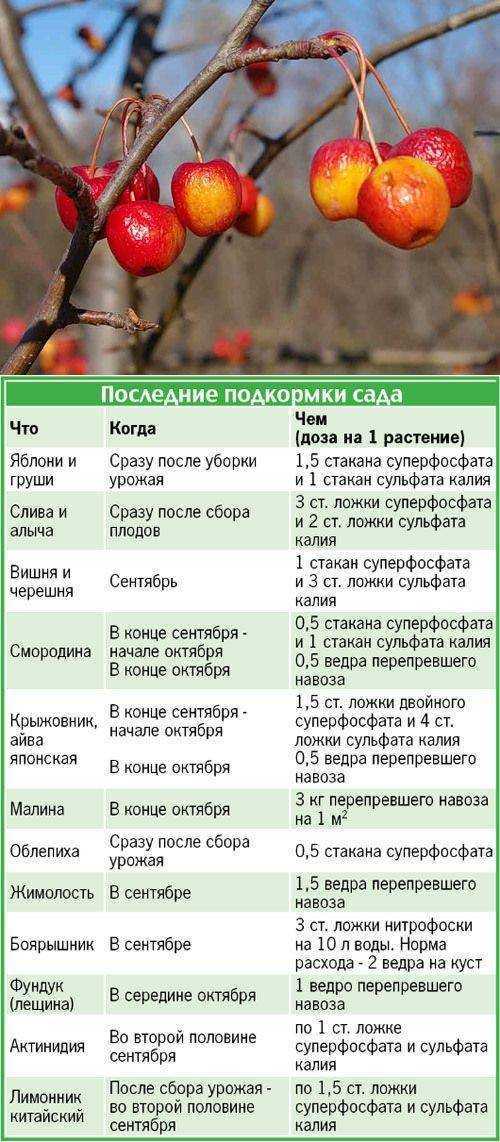 Уход за вишней после сбора урожая