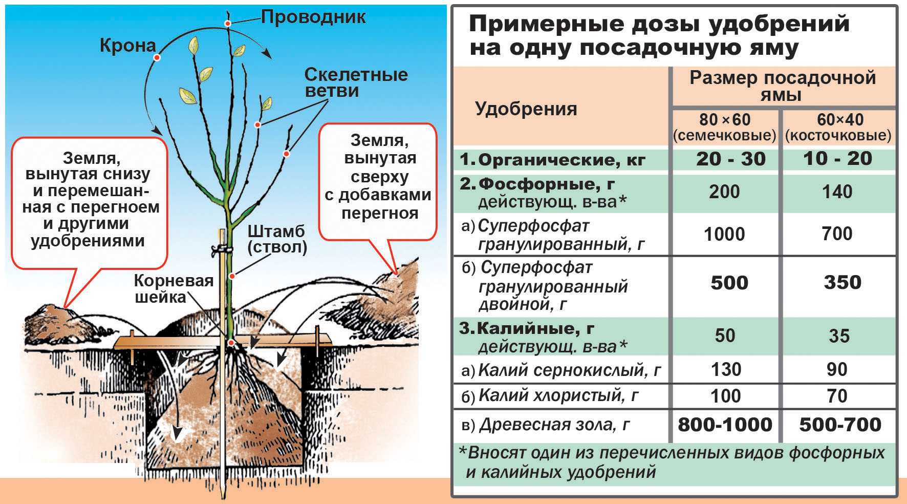 Схема корневой системы вишни