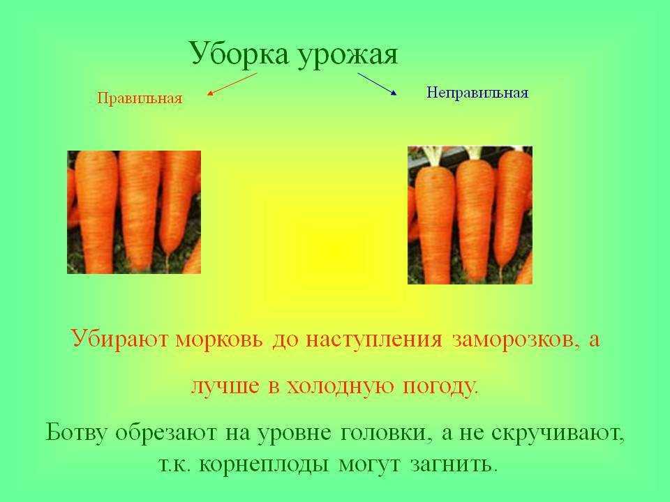 Выращивание моркови презентация