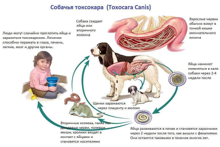 Возможно ли человеку заразиться глистами от собаки: опасны ли они для людей