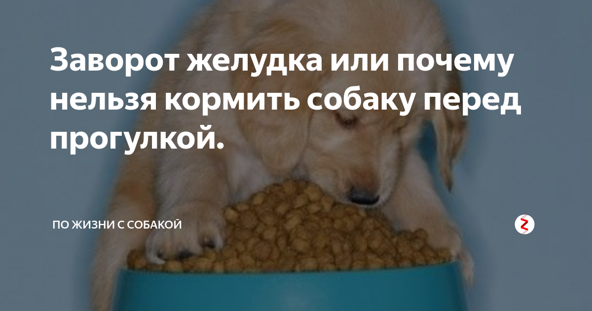 Почему собакам нельзя свинину? отсеиваем правду от мифов! | ваши питомцы