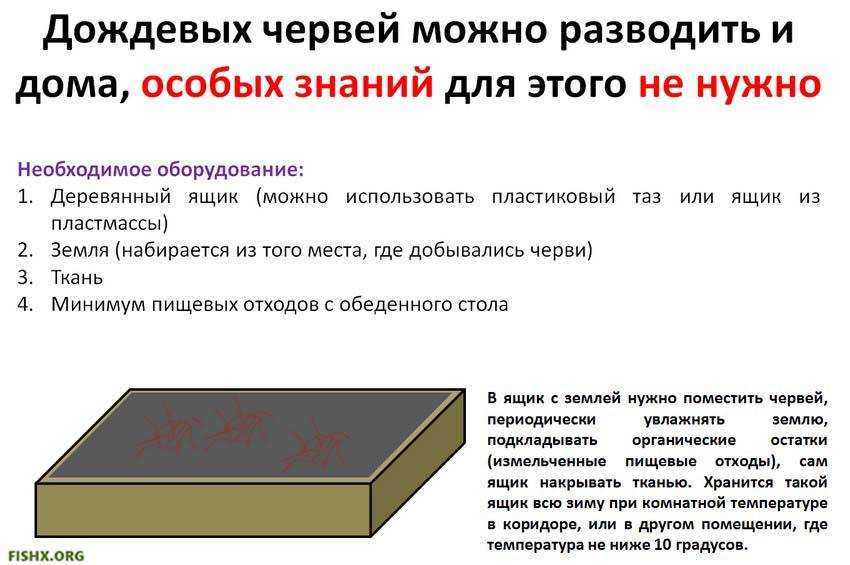 В статье говориться о том, какую пользу и какой вред несут дождевые червы на огороде
