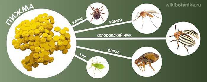 Народные средства от клещей: как защититься от них с помощью ванилина, дегтя, растений и других методов