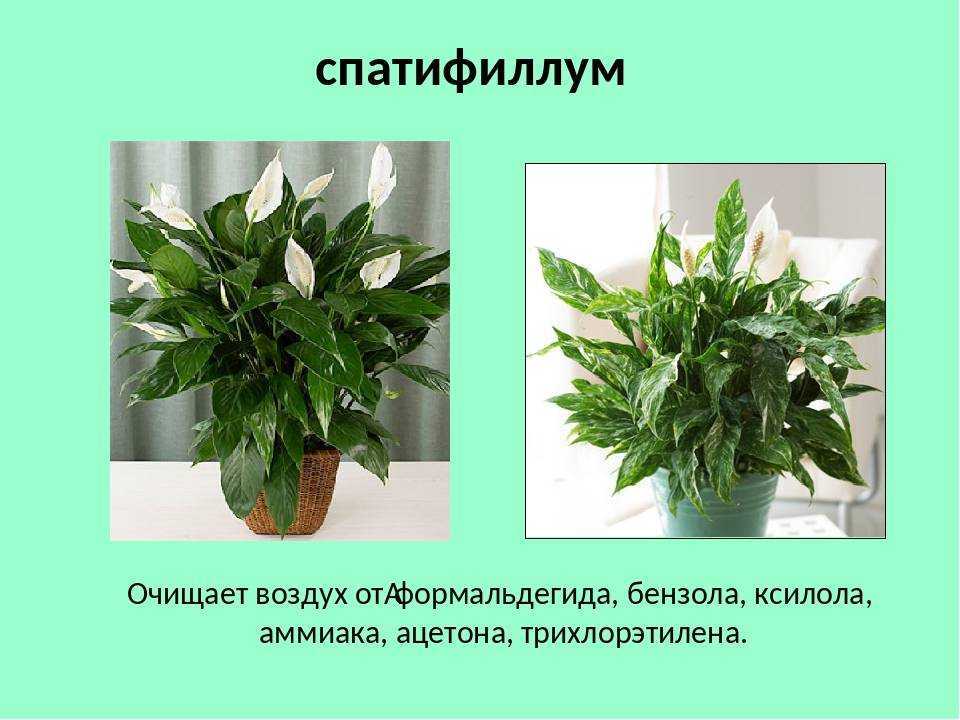 Комнатные растения много кислорода. Спатифиллум сансевьера. Спатифиллум дримиопсис. Спатифиллум кислород. Комнатные цветы это воздух.