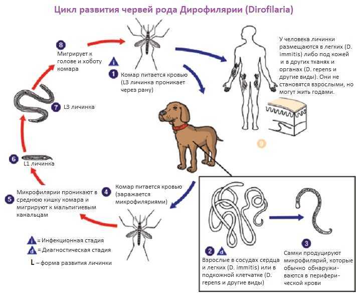 Чесотка у человека