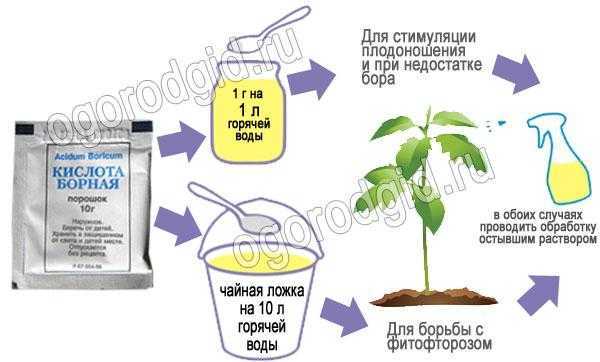 Подкормка овощных растений йодом