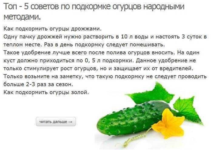 Дрожжевая подкормка для растений: рецепт приготовления