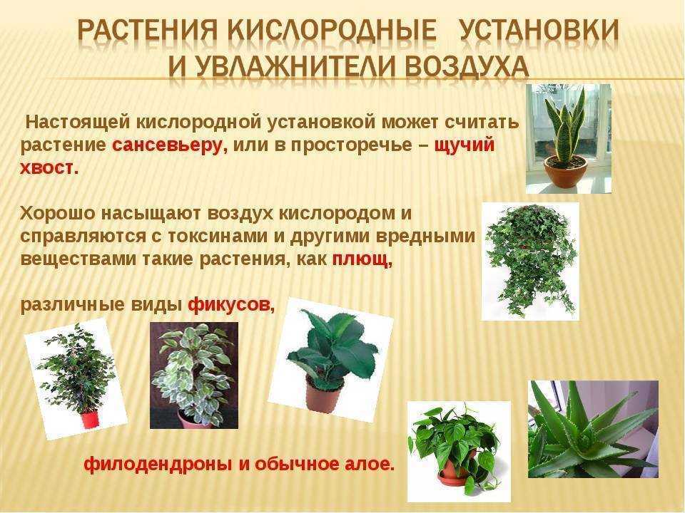 Комнатные растения польза и вред. Полезные комнатные цветы. Комнатные растения для здоровья. Растения для квартиры полезные. Комнатные растения для очистки воздуха.