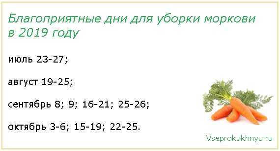 Когда нужно убирать морковь и свеклу с грядок