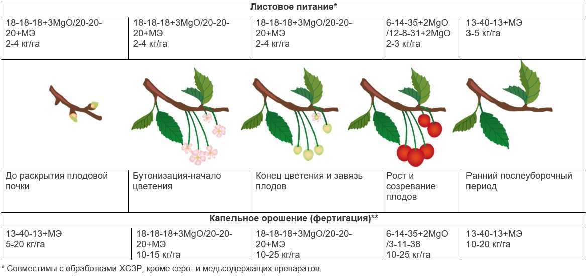 Схема обработки почек