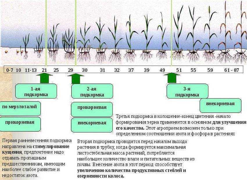 Схема формирования почвы