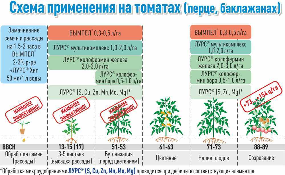 Как правильно подкормить помидоры дрожжами: когда лучше и сколько раз это делать, как готовить раствор, видео