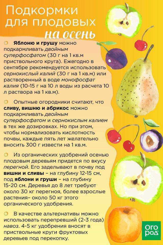 Уход за вишней осенью и её подкормка