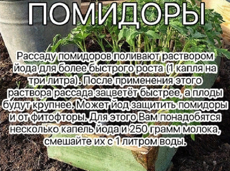 Земляная жаба