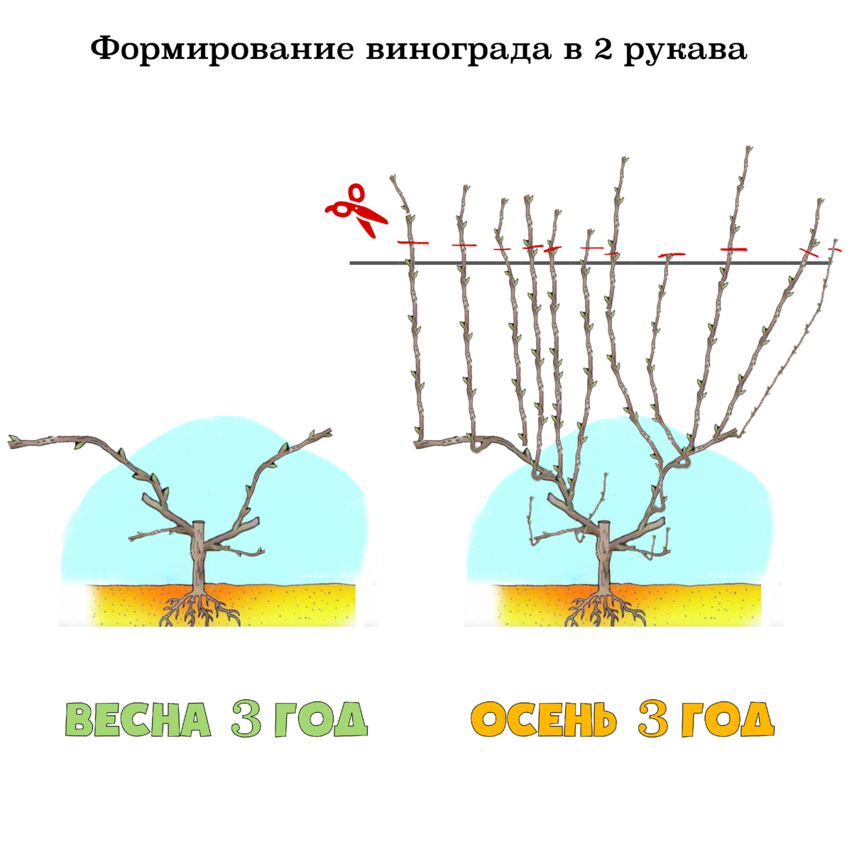 Формирование винограда весной