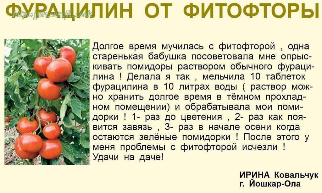 Подкормка дрожжами - помидоры, рецепт, отзывы