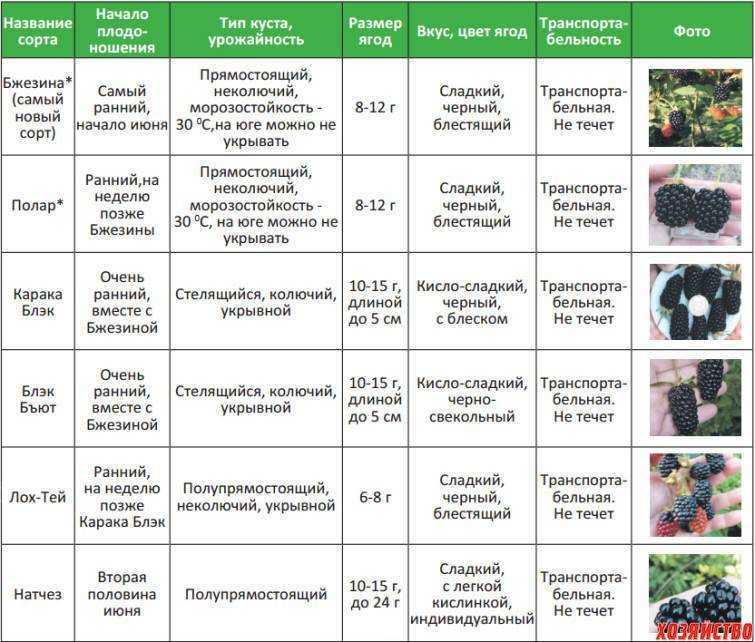 Правила подкормок для комнатных растений