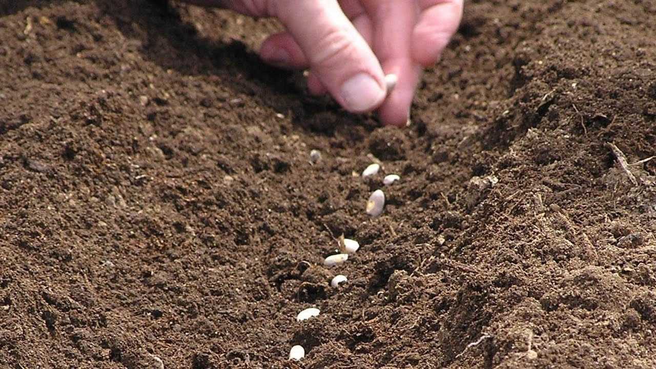 Посадка моркови под зиму осенью: какую морковку посадить и как это сделать, преимущества и недостатки позднезимнего выращивания