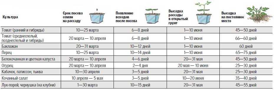Подготовка семян к посеву на рассаду | топ огород