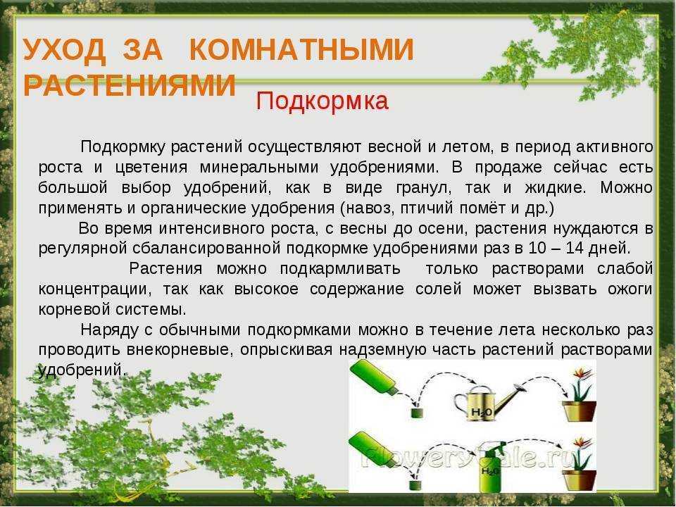 Чем подкормить комнатные цветы в домашних условиях