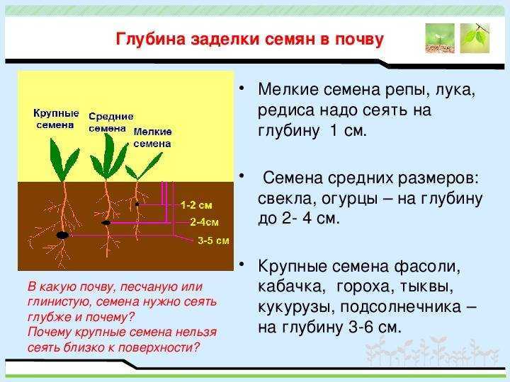 Сроки посева и глубина заделки семян овощных культур