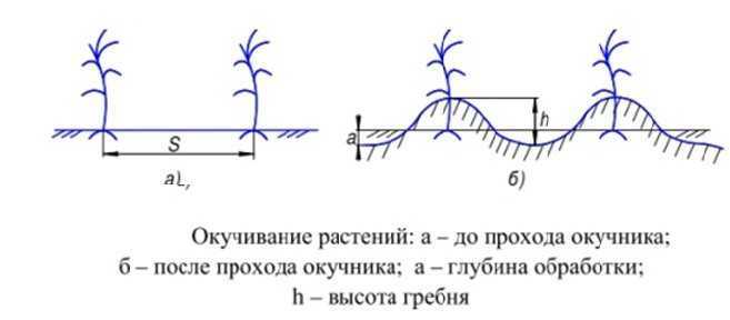 Окучивание картофеля: можно ли окучивать картофель во время цветения