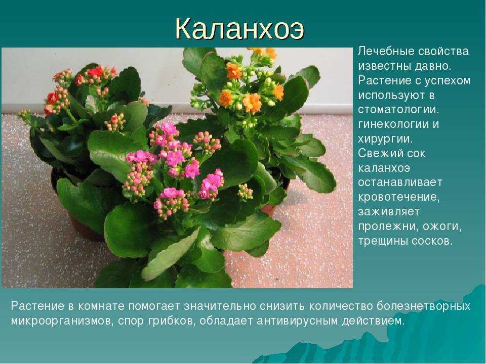 Каланхоэ можно ли в открытый грунт. Каланхоэ крупноцветковое. Каланхоэ четырехлистное. Каланхоэ лечебное растение. Каланхоэ карликовое.
