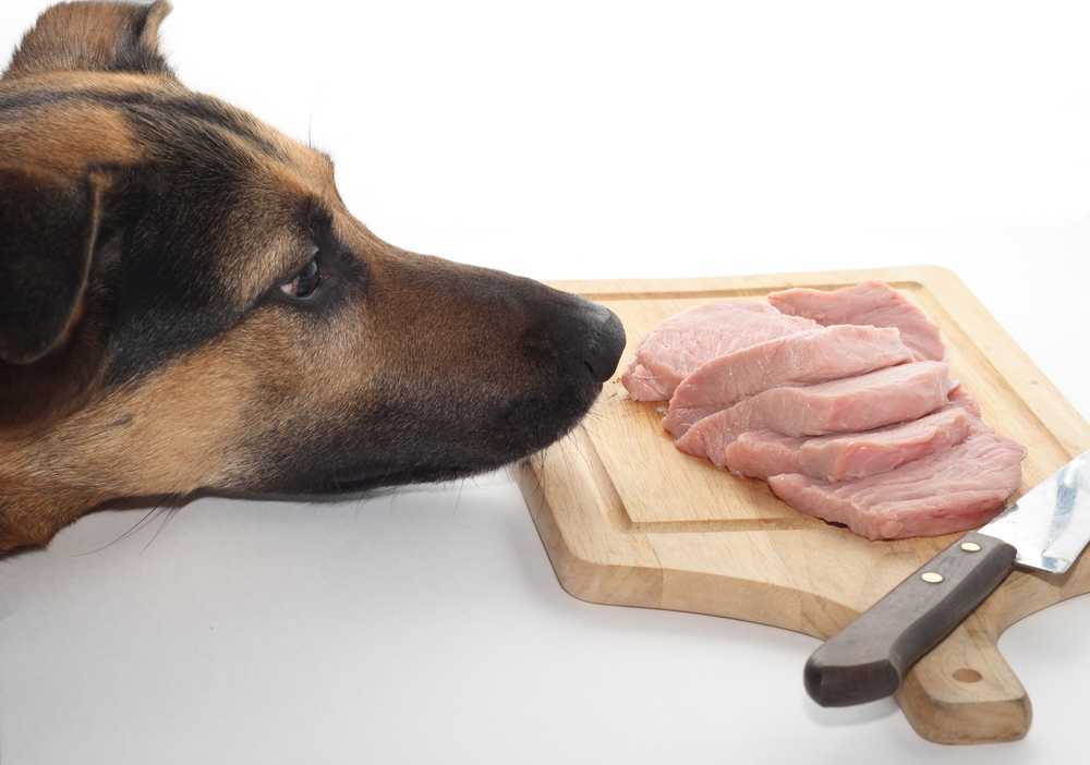 Почему собакам нельзя давать свинину