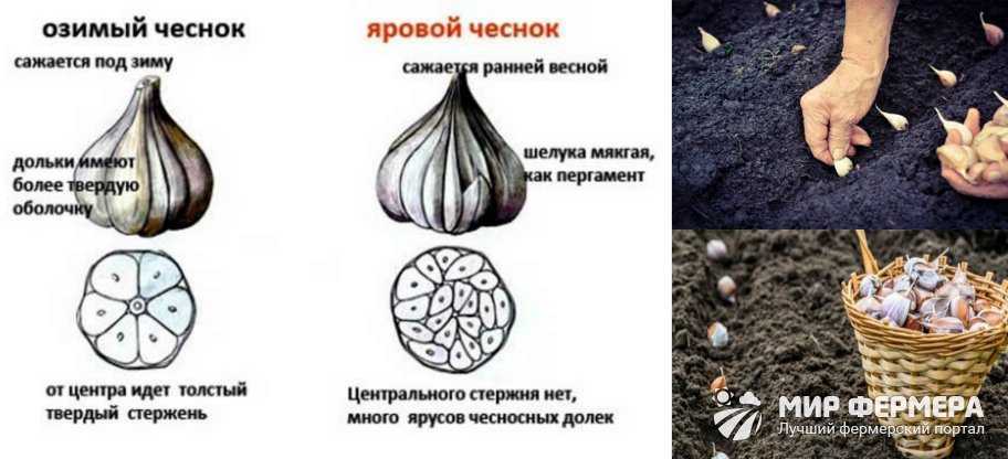 Руководство по выращиванию ярового и озимого чеснока в открытом грунте: посадка, уход, подкормка